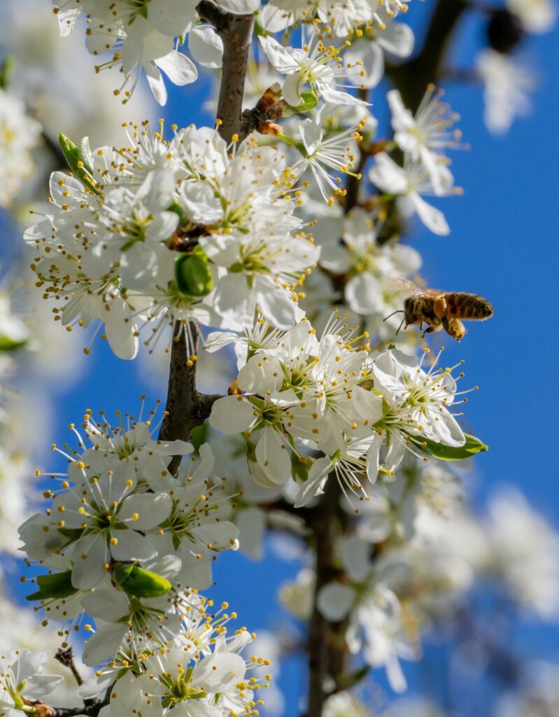 Schwarzdorn-Blüte mit Wildbiene im Anflug – lichtvoll, bewegende Frühlingsstimmung zu Ostern