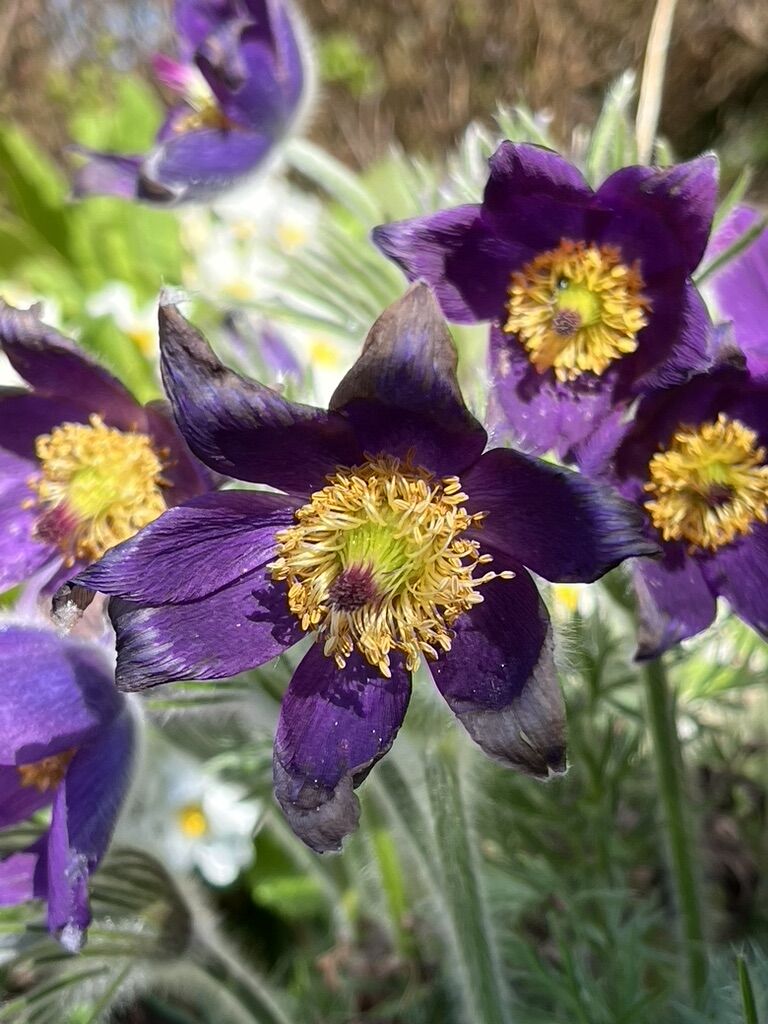 Bild von Kuhschellen mit Farbkreis gelb, grün, violett – achtsam, aufmuntern, verbinden