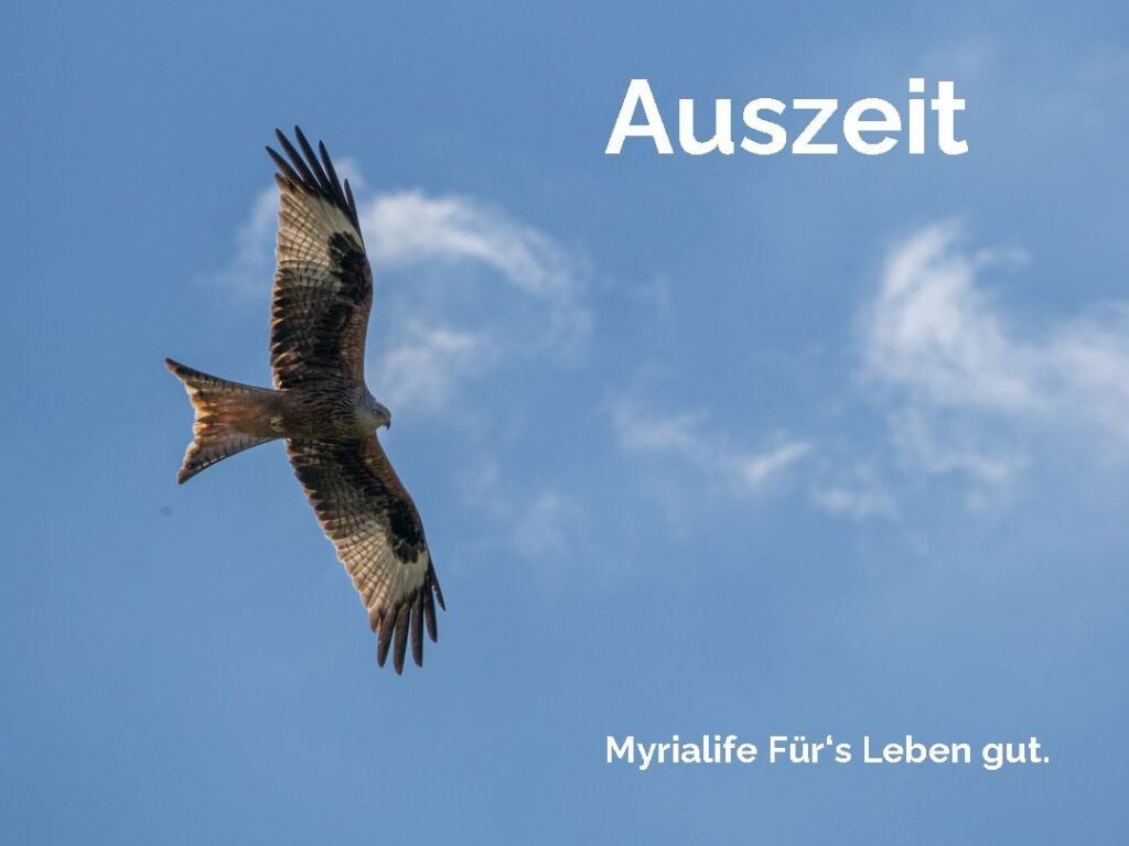 Rotmilan vor feiner Wolke als Symbol für eine Auszeit
